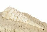 Eocene Fossil Sea Snail (Campanile) Shell - France #279502-2
